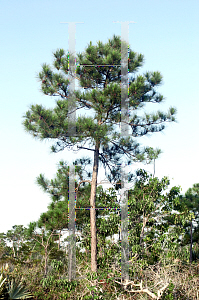Picture of Pinus elliottii var. densa 