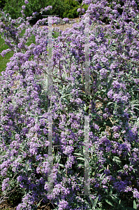Picture of Buddleia alternifolia 