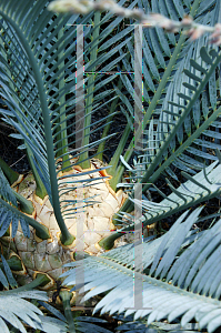Picture of Encephalartos lehmannii 