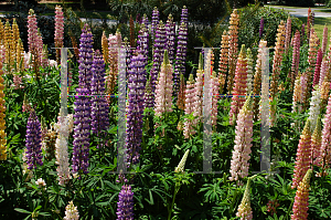 Picture of Lupinus polyphyllus 'Russell Hybrid'