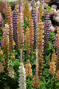 Picture of Lupinus polyphyllus 'Russell Hybrid'