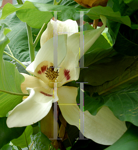 Picture of Magnolia ashei 