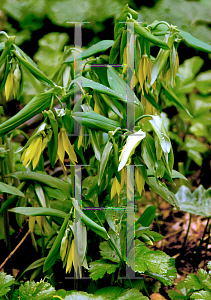 Picture of Uvularia grandiflora 