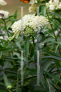 Picture of Asclepias incarnata 'Ice Ballet'