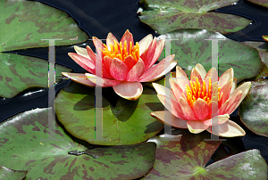Picture of Nymphaea  'Andreana'