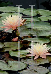 Picture of Nymphaea  'Sunny Pink'