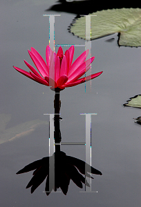 Picture of Nymphaea  'Catherine Marie'