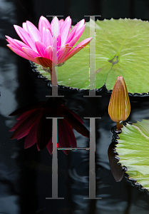 Picture of Nymphaea  'James Gurney'