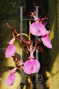Picture of Encyclia cordigera 