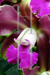 Picture of X Laeliocattleya  'Summer Spectacular'