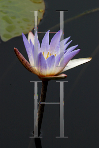 Picture of Nymphaea micrantha 