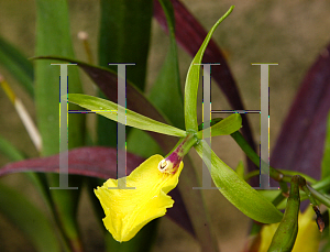 Picture of X Brassoepidendrum  'Green Glades'