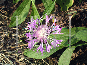 Picture of Centaurea montana 