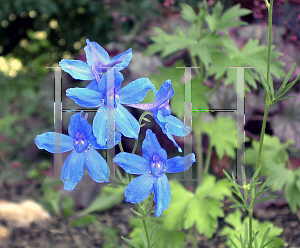 Picture of Delphinium grandiflorum 'Blue Mirror'