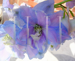 Picture of Delphinium x cultorum 'Magic Fountain Lavender'