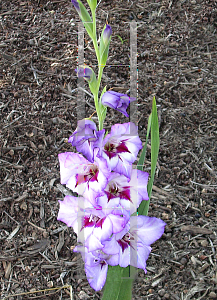 Picture of Gladiolus  'Purple Flame'