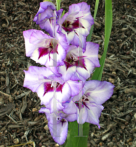 Picture of Gladiolus  'Purple Flame'