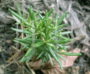 Picture of Rosmarinus officinalis 