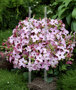 Picture of Nicotiana x sanderae 'Avalon Bright Pink'