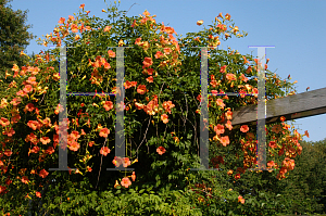 Picture of Campsis grandiflora 'Morning Calm'