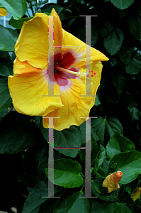 Picture of Hibiscus rosa-sinensis 