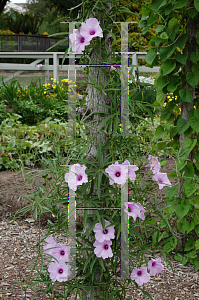 Picture of Ipomoea wrightii 