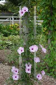 Picture of Ipomoea wrightii 