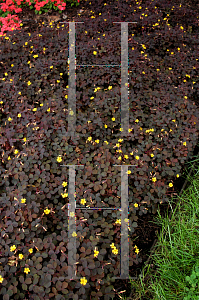 Picture of Oxalis vulcanicola 'Burgundy'