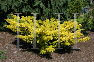 Picture of Taxus baccata 'Watnong Gold'