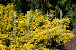 Picture of Taxus baccata 'Watnong Gold'
