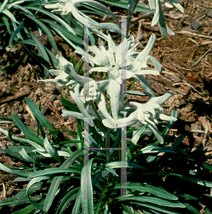 Picture of Leontopodium alpinum 