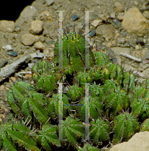 Picture of Euphorbia cereiformis 