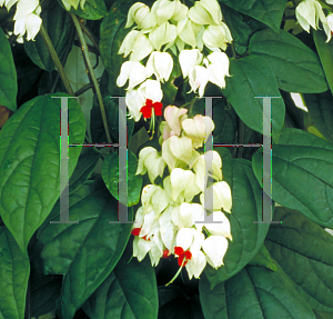 Picture of Clerodendrum thomsoniae 