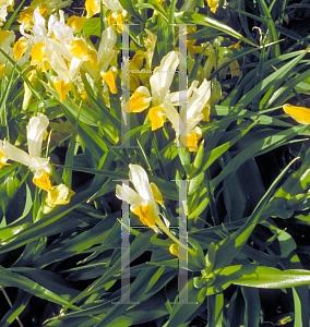 Picture of Iris bucharica 
