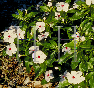 Picture of Catharanthus roseus 