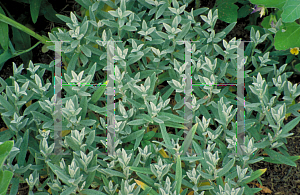 Picture of Cerastium tomentosum 