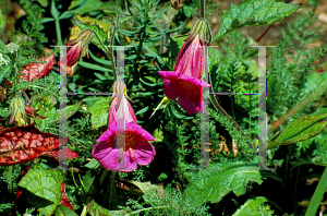 Picture of Rehmannia angulata 