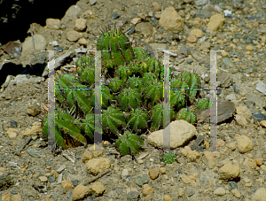 Picture of Euphorbia cereiformis 