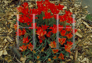 Picture of Tulipa linifolia 