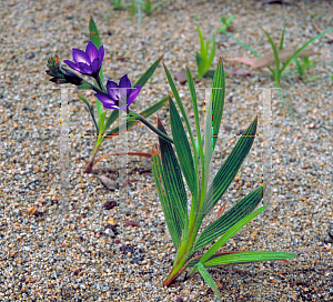 Picture of Babiana stricta 