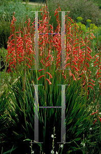 Picture of Watsonia aletroides 