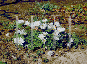 Picture of Anemone blanda 