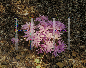 Picture of Colchicum autumnale 'Waterlily'