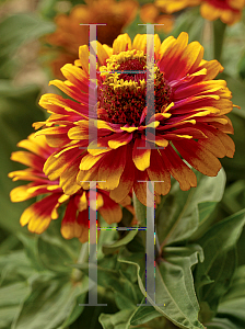 Picture of Zinnia elegans 'Zowie! Yellow Flame'