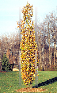Picture of Quercus robur 'Fastigiata'