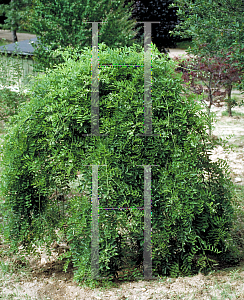 Picture of Sophora japonica 'Pendula'