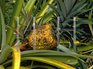 Picture of Ananas comosus 