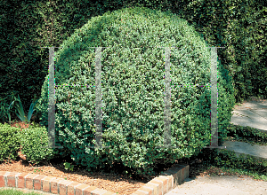 Picture of Buxus sempervirens 
