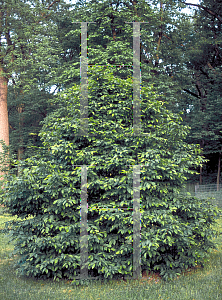 Picture of Carpinus betulus 