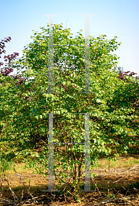 Picture of Cercis mexicana 